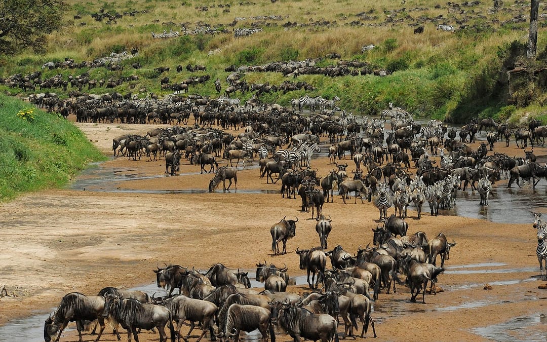 Wildlife is Calling? 4 National Parks you should See in East-Africa!