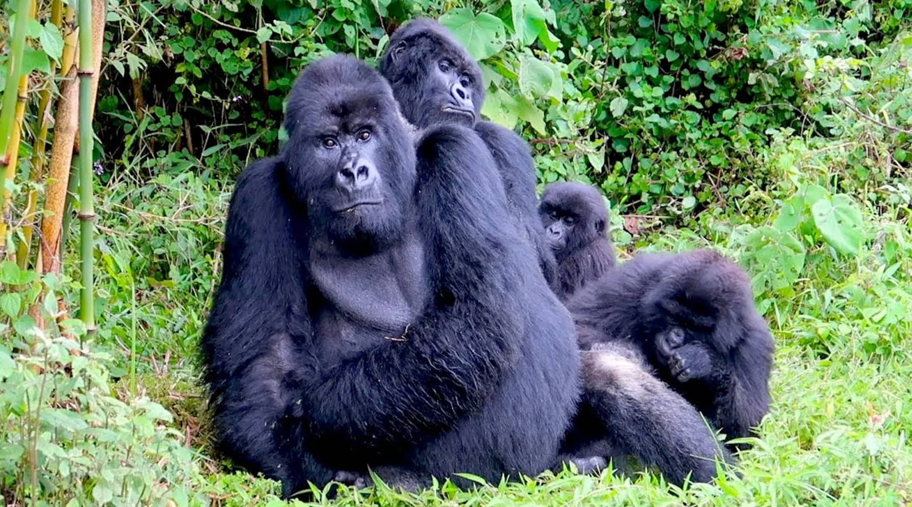 Gorillas in Bwindi National Park, Uganda