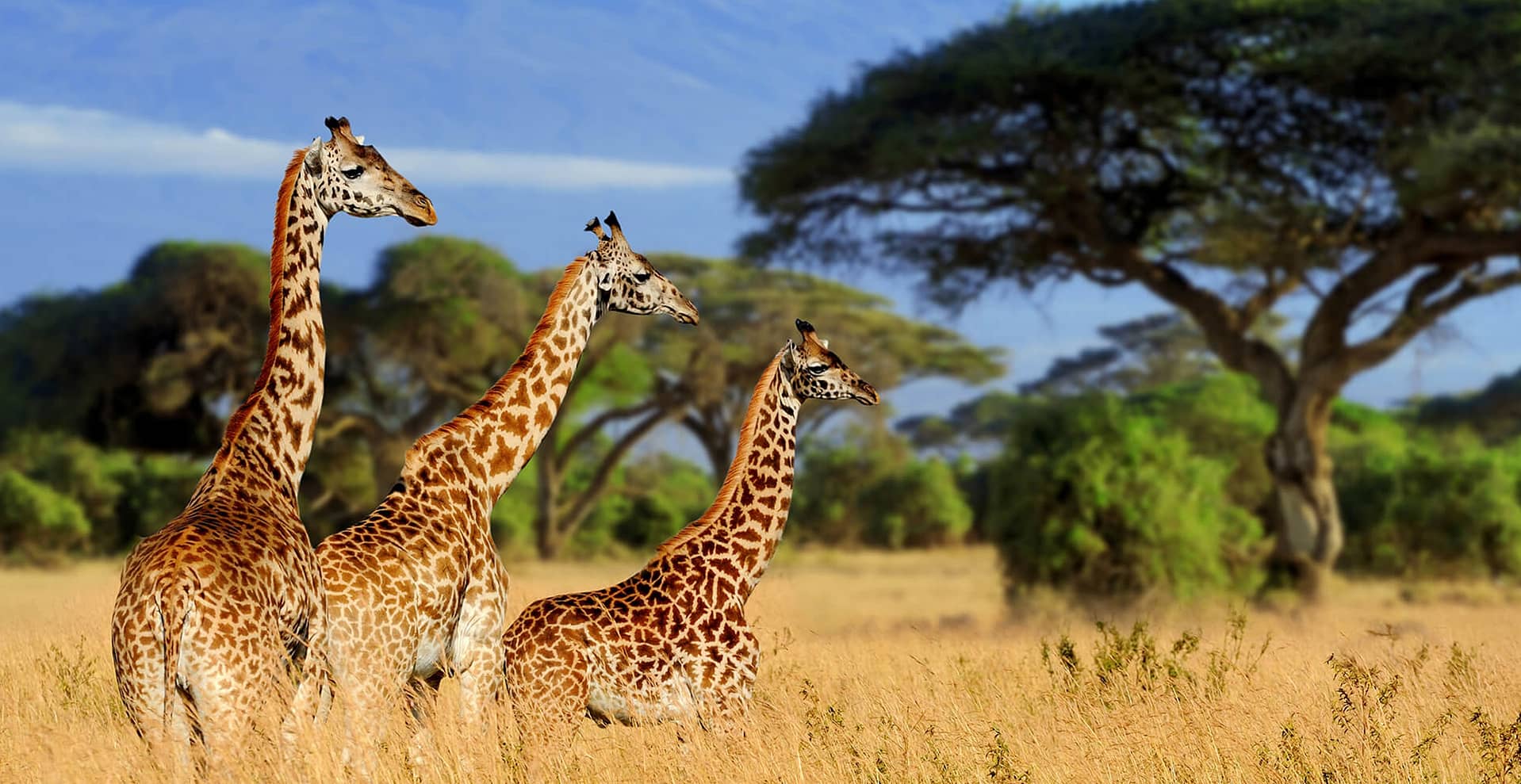 Three Giraffes in the Serengeti National Park, Kenya, East-Africa