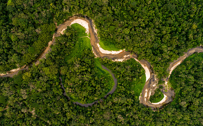 Discover the Wonder of Amazon Plants on an Amazon River Cruise