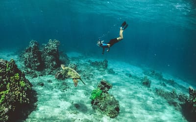 Drift Diving in Lembongan: the Best Scuba Dive Experience in Bali!