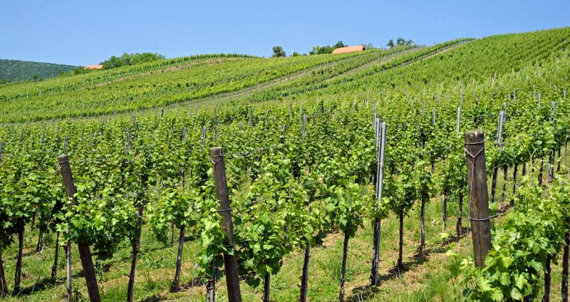wineries croatia