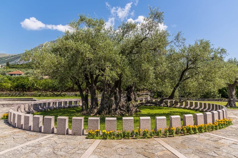 Montenegro has the oldest olive tree in the world- Stara Maslina